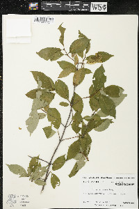 Cornus racemosa image