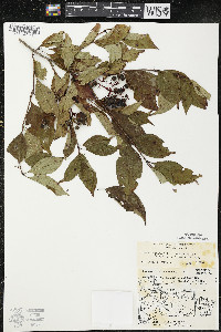 Cornus racemosa image