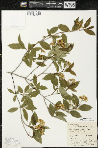 Cornus racemosa image