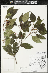 Cornus racemosa image