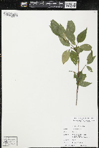 Cornus racemosa image