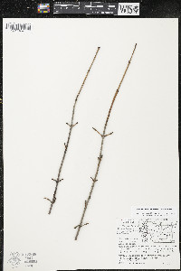 Cornus racemosa image