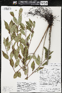 Cornus racemosa image