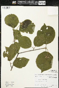 Cornus rugosa image