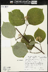 Cornus rugosa image