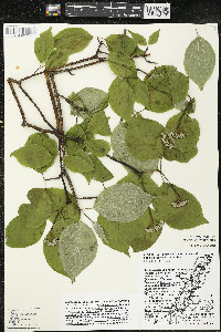 Cornus rugosa image
