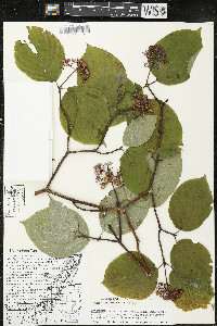 Cornus rugosa image