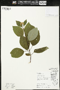 Cornus rugosa image