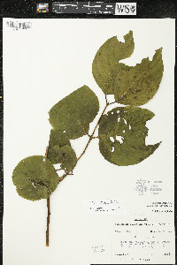 Cornus rugosa image