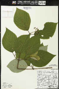 Cornus rugosa image