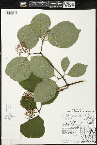 Cornus rugosa image