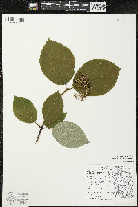 Cornus rugosa image