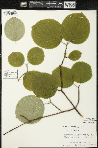 Cornus rugosa image