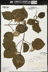 Cornus rugosa image