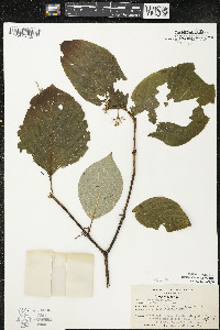 Cornus rugosa image