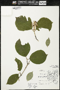 Cornus rugosa image