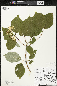 Cornus rugosa image