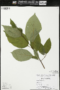 Cornus rugosa image