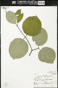 Cornus rugosa image