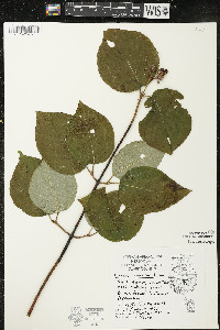 Cornus rugosa image