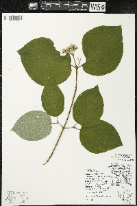 Cornus rugosa image