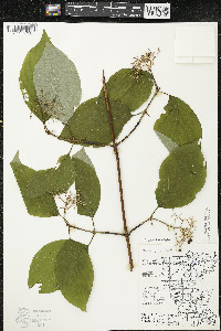 Cornus rugosa image