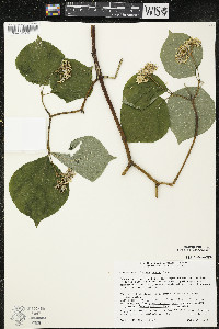 Cornus rugosa image