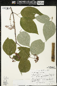 Cornus rugosa image