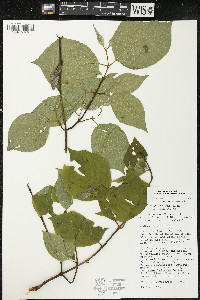 Cornus rugosa image