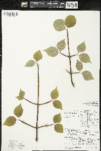 Cornus rugosa image