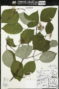 Cornus rugosa image