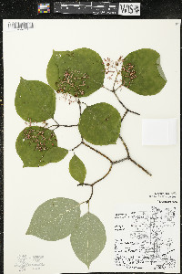 Cornus rugosa image