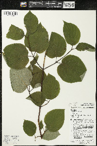 Cornus rugosa image