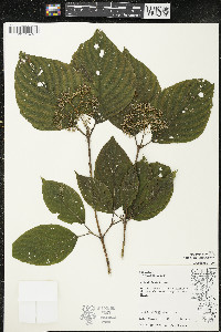 Cornus rugosa image