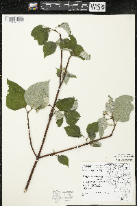 Cornus rugosa image