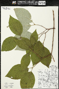 Cornus rugosa image