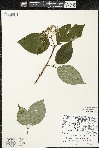 Cornus rugosa image