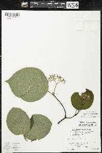 Cornus rugosa image