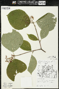 Cornus rugosa image