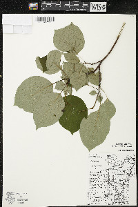 Cornus rugosa image