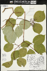 Cornus rugosa image