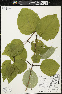 Cornus rugosa image