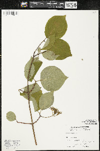 Cornus rugosa image