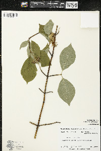 Cornus rugosa image