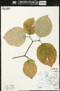 Cornus rugosa image