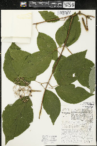 Cornus rugosa image