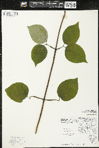 Cornus rugosa image