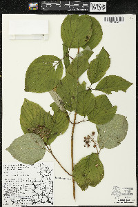 Cornus rugosa image