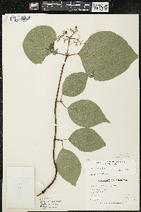 Cornus rugosa image