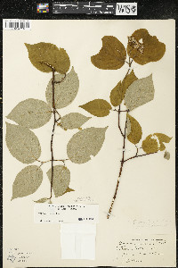 Cornus rugosa image